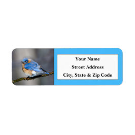 Eastern Bluebird Rücksendeadressen-Aufkleber