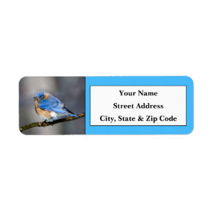 Eastern Bluebird Rücksendeadressen-Aufkleber