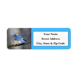 Eastern Bluebird Rücksendeadressen-Aufkleber