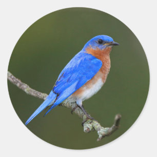 Eastern Bluebird Runder Aufkleber