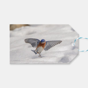 Eastern Bluebird tanzen im Schnee Geschenkanhänger