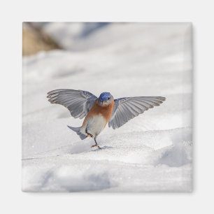 Eastern Bluebird tanzen im Schnee Magnet