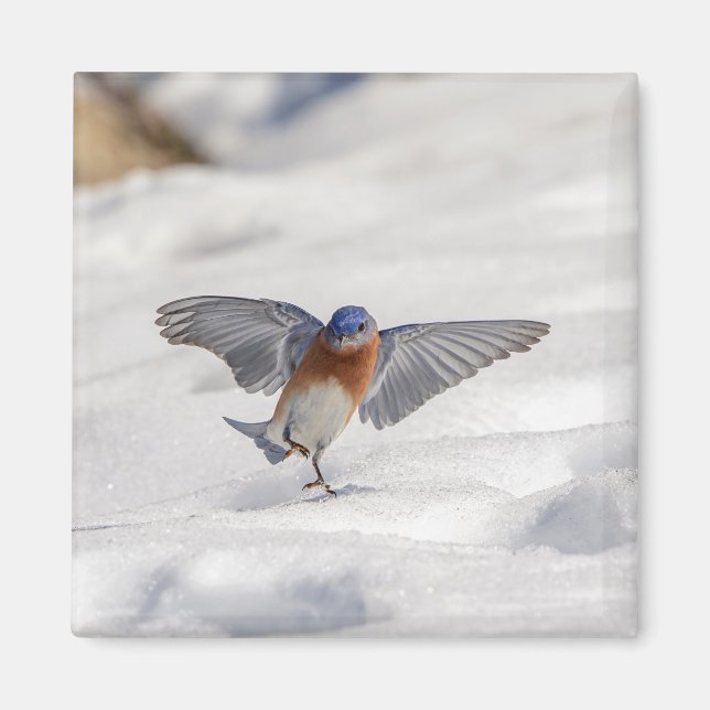 Eastern Bluebird tanzen im Schnee Magnet (Vorne)