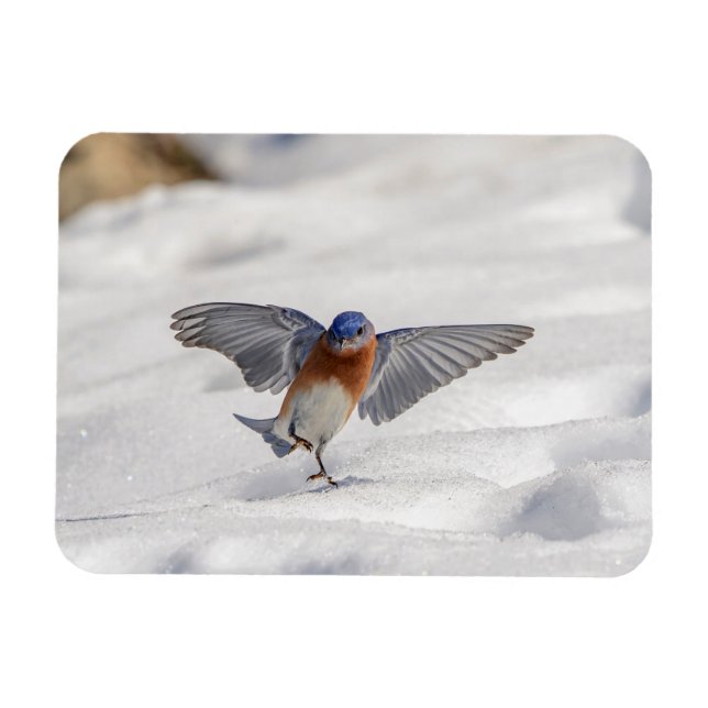 Eastern Bluebird tanzen im Schnee Magnet (Horizontal)