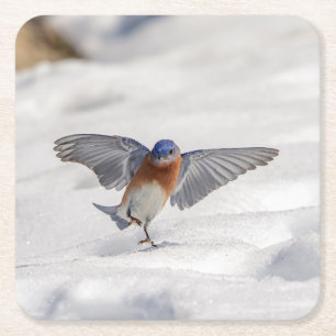 Eastern Bluebird tanzen im Schnee Rechteckiger Pappuntersetzer