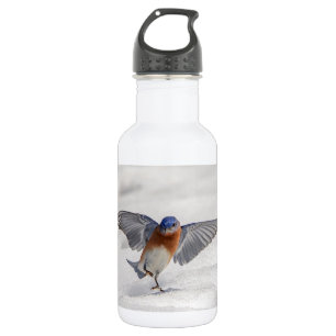 Eastern Bluebird tanzen im Schnee Trinkflasche