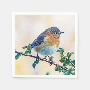 Eastern Bluebird über eisbedecktes Limb Papier Nap Serviette
