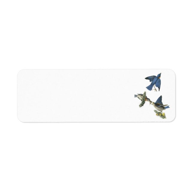 Eastern Bluebird von Audubon (Vorne)