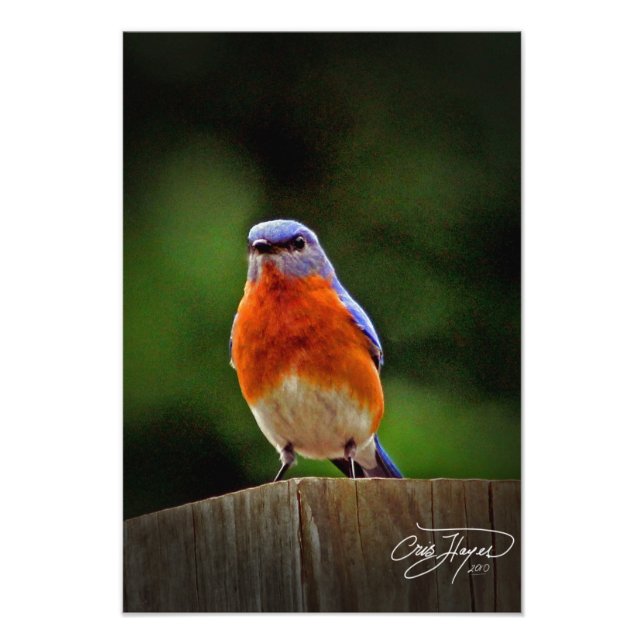 Eastern Bluebird Wall Decor Foto (Vorne)