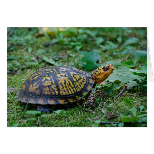 Eastern Box Turtle (Vorderseite (Horizontal))