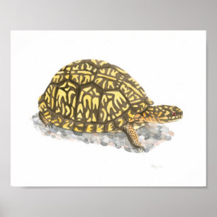 Eastern Box Turtle Fine Art Print Poster