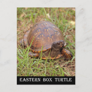 Eastern Box Turtle (North Carolina and Tennessee) Postkarte