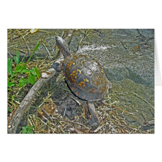 Eastern Box Turtle Note Card (Vorderseite (Horizontal))
