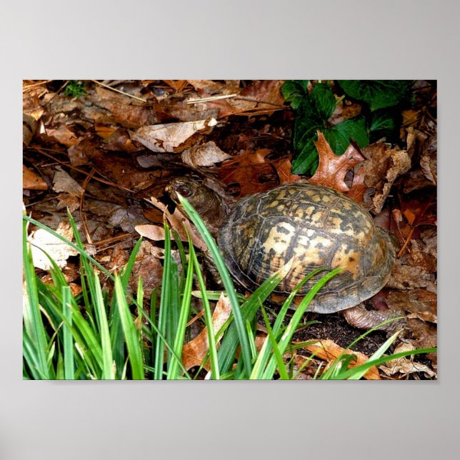 Eastern Box Turtle Poster (Vorne)