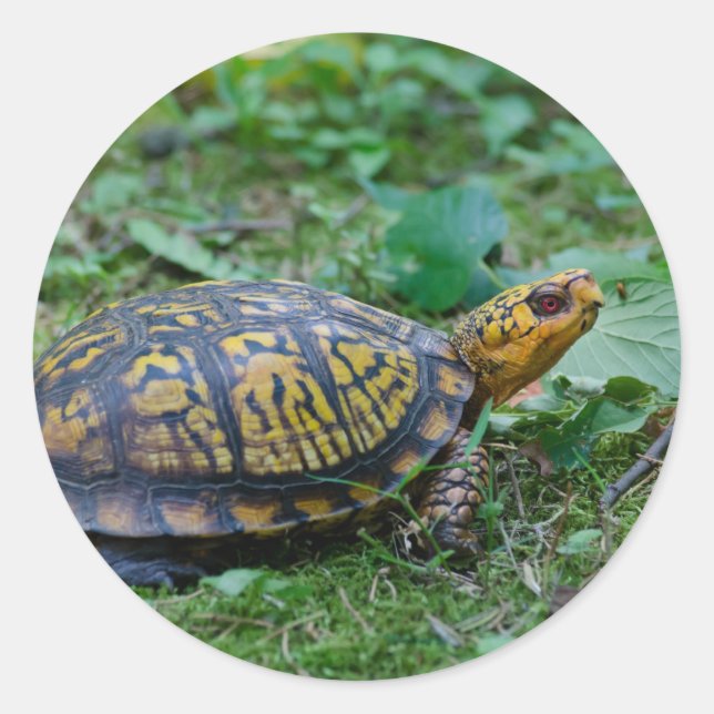 Eastern Box Turtle Runder Aufkleber (Vorderseite)