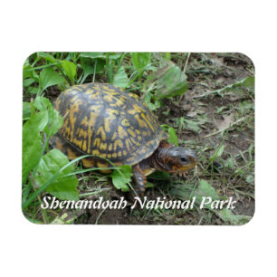 Eastern Box Turtle, Shenandoah National Park Magnet
