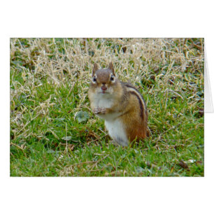 Eastern Chipmunk