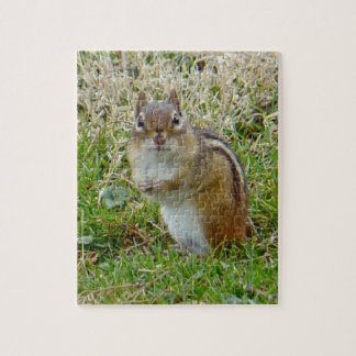 Eastern Chipmunk