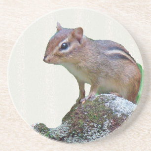 Eastern Chipmunk auf Rock Getränkeuntersetzer