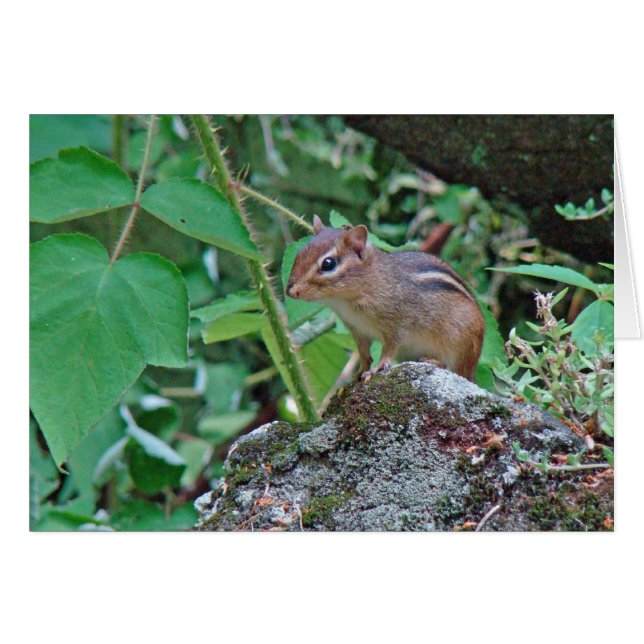 Eastern Chipmunk auf Stump (Vorderseite (Horizontal))