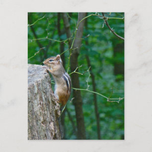Eastern Chipmunk auf Stump Postkarte