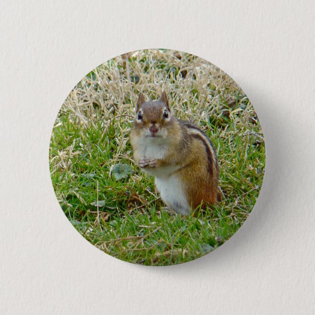 Eastern Chipmunk Button (Vorderseite)