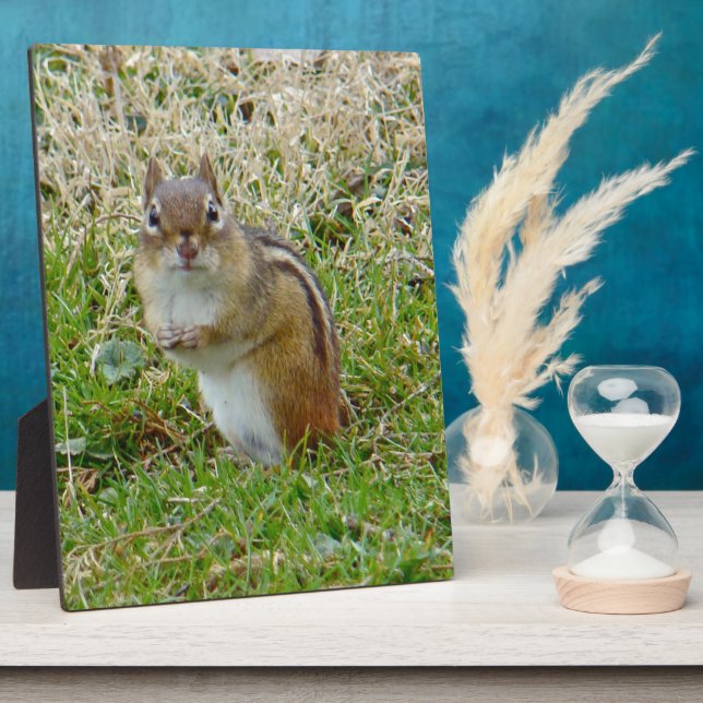 Eastern Chipmunk Fotoplatte (Seite)