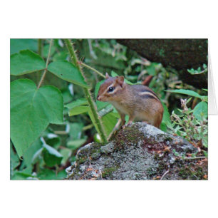 Eastern Chipmunk on Stump
