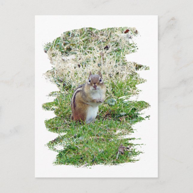 Eastern Chipmunk Postkarte (Vorderseite)