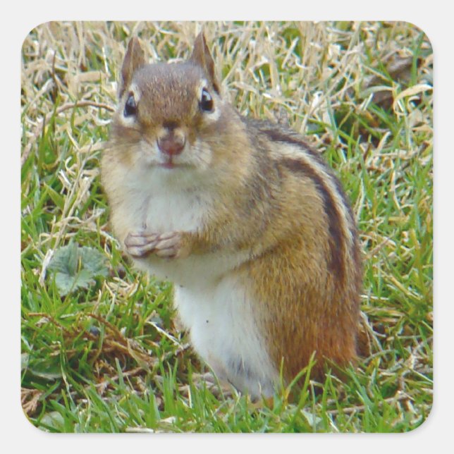 Eastern Chipmunk Quadratischer Aufkleber (Vorderseite)