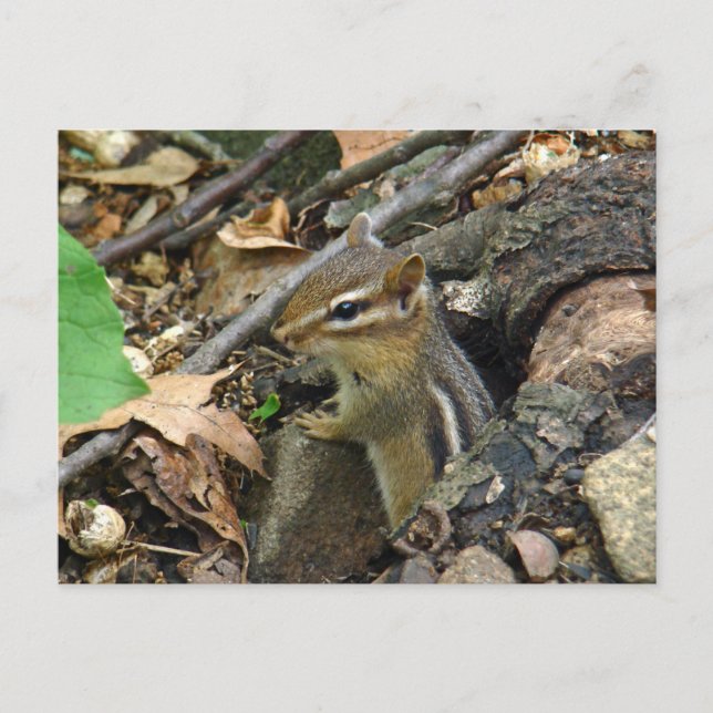 Eastern Chipmunk - Tamias striatus Postkarte (Vorderseite)