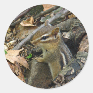 Eastern Chipmunk - Tamias striatus Runder Aufkleber