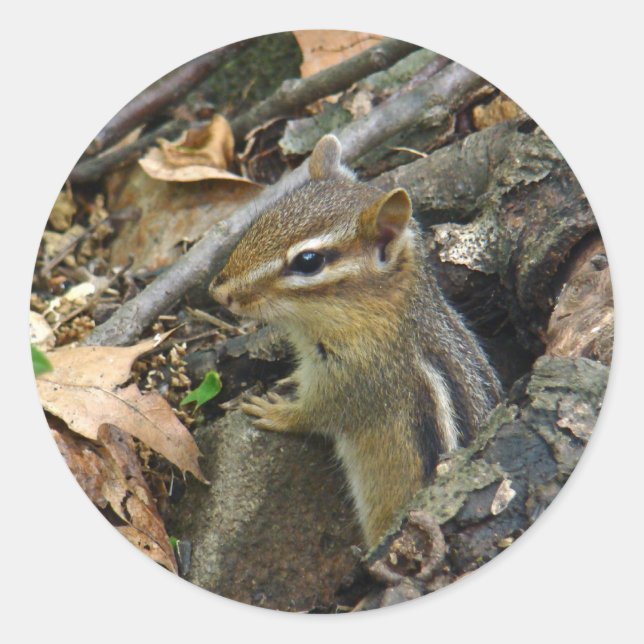 Eastern Chipmunk - Tamias striatus Runder Aufkleber (Vorderseite)