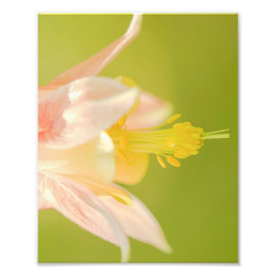 Eastern Columbine Wildblume Print Fotodruck