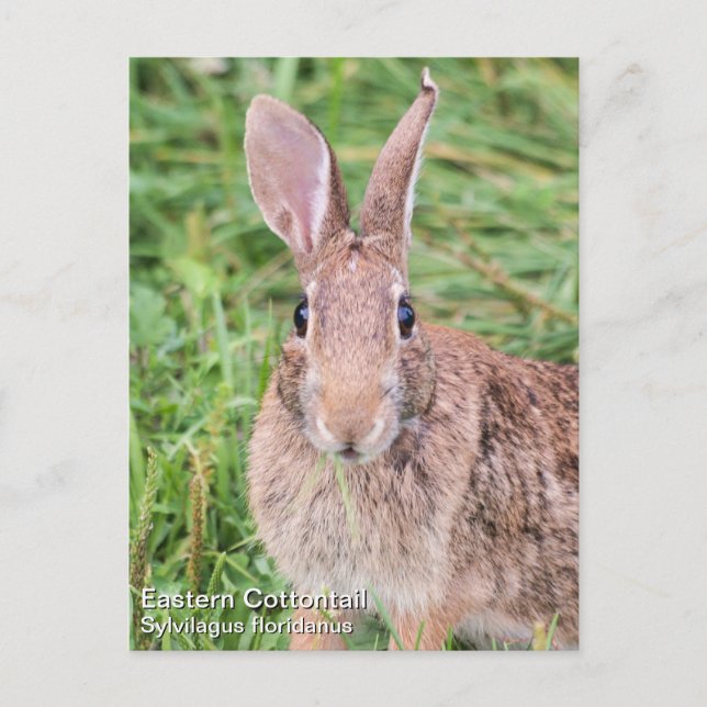 Eastern Cottontail Postkarte (Vorderseite)