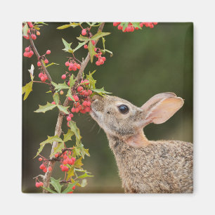 Eastern Cottontail   South Texas Magnet