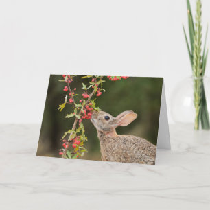 Eastern Cottontail   Südtexas Karte