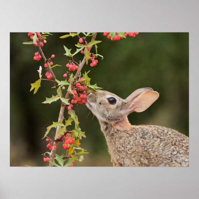 Eastern Cottontail | Südtexas Poster (Vorne)