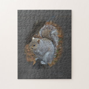 Eastern Gray Eichhörnchen - Sciurus carolinensis