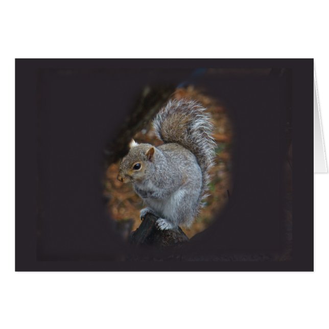 Eastern Gray Eichhörnchen - Sciurus carolinensis (Vorderseite (Horizontal))