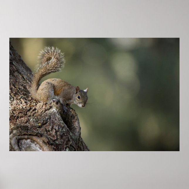 Eastern Gray Squirrel, or grey squirrel Poster (Vorne)