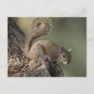 Eastern Gray Squirrel, or grey squirrel Postkarte