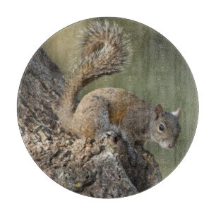 Eastern Gray Squirrel, or grey squirrel Schneidebrett