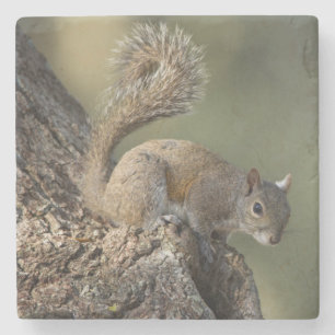 Eastern Gray Squirrel, or grey squirrel Steinuntersetzer