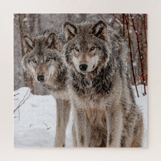 Eastern Gray Wolf (Vertikal)