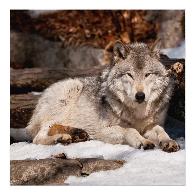 Eastern Gray Wolf Fotodruck (Vorne)