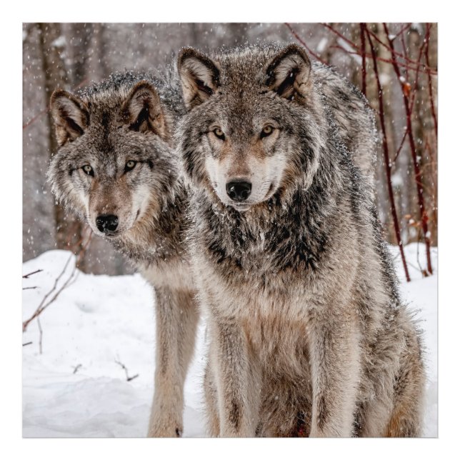 Eastern Gray Wolf Fotodruck (Vorne)