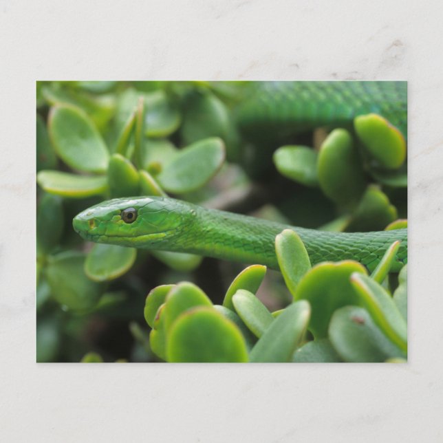 Eastern Green Mamba (Dendroaspis Angusticeps) Postkarte (Vorderseite)