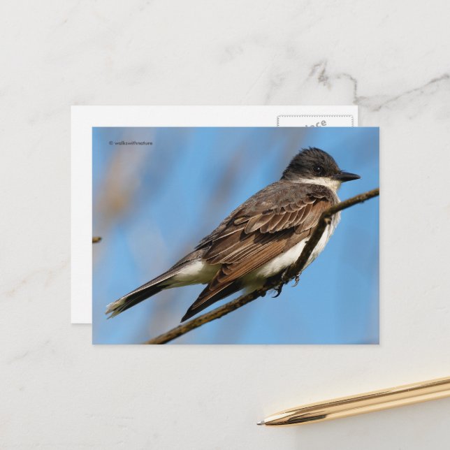Eastern Kingbird Flycatcher Songbird auf einer Zwe Postkarte (Vorderseite/Rückseite Beispiel)