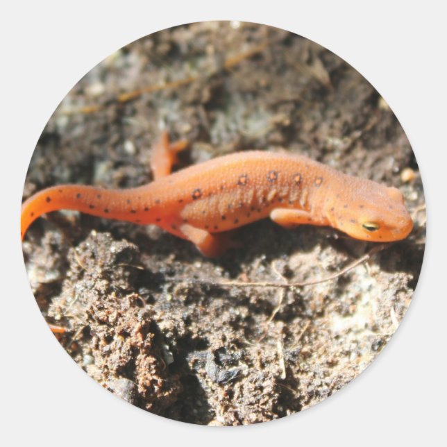 Eastern Newt Runder Aufkleber (Vorderseite)
